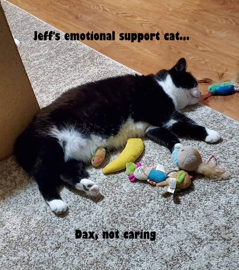 Jeff's emotional support cat, Dax.